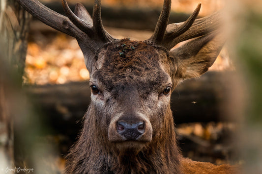 Photographe animalier : Le secret pour enfin progresser