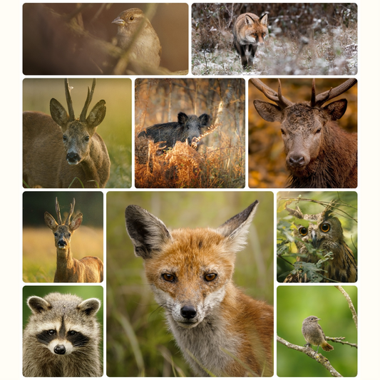 [NOUVEAU] Pack Septembre 2025 | 10 photographies animalières